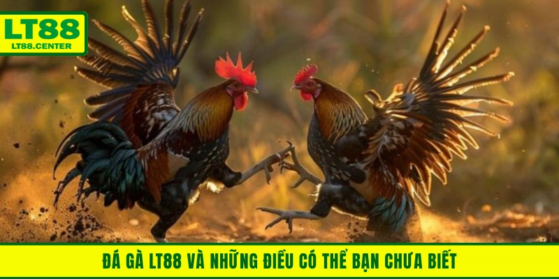 Đá gà Lt88 và những điều có thể bạn chưa biết