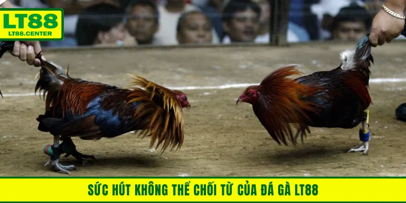 Sức hút không thể chối từ của đá gà Lt88