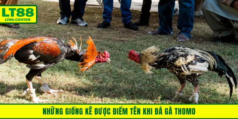 Những giống kê được điểm tên khi đá gà Thomo