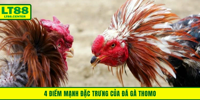 4 điểm mạnh đặc trưng của đá gà Thomo