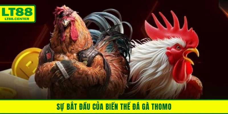 Sự bắt đầu của biến thể đá gà Thomo
