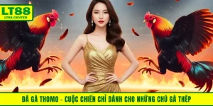 Đá Gà Thomo - Cuộc Chiến Chỉ Dành Cho Những Chú Gà Thép