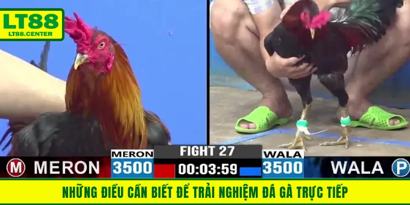Những điều cần biết để trải nghiệm đá gà trực tiếp không gián đoạn
