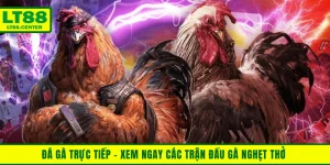 Đá Gà Trực Tiếp - Xem Ngay Các Trận Đấu Nghẹt Thở Tại Lt88