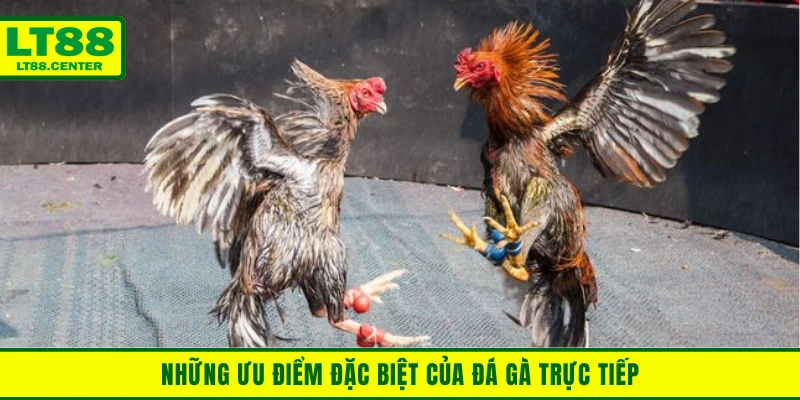 Những ưu điểm đặc biệt mà chỉ đá gà trực tiếp mới có